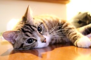 板東寛司(写真家)は招き猫の専門家 Wiki風プロフィール 猫写真の著書や経歴 出身大学はどこ？